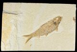 Detailed Fossil Fish (Knightia) - Wyoming #186420-1